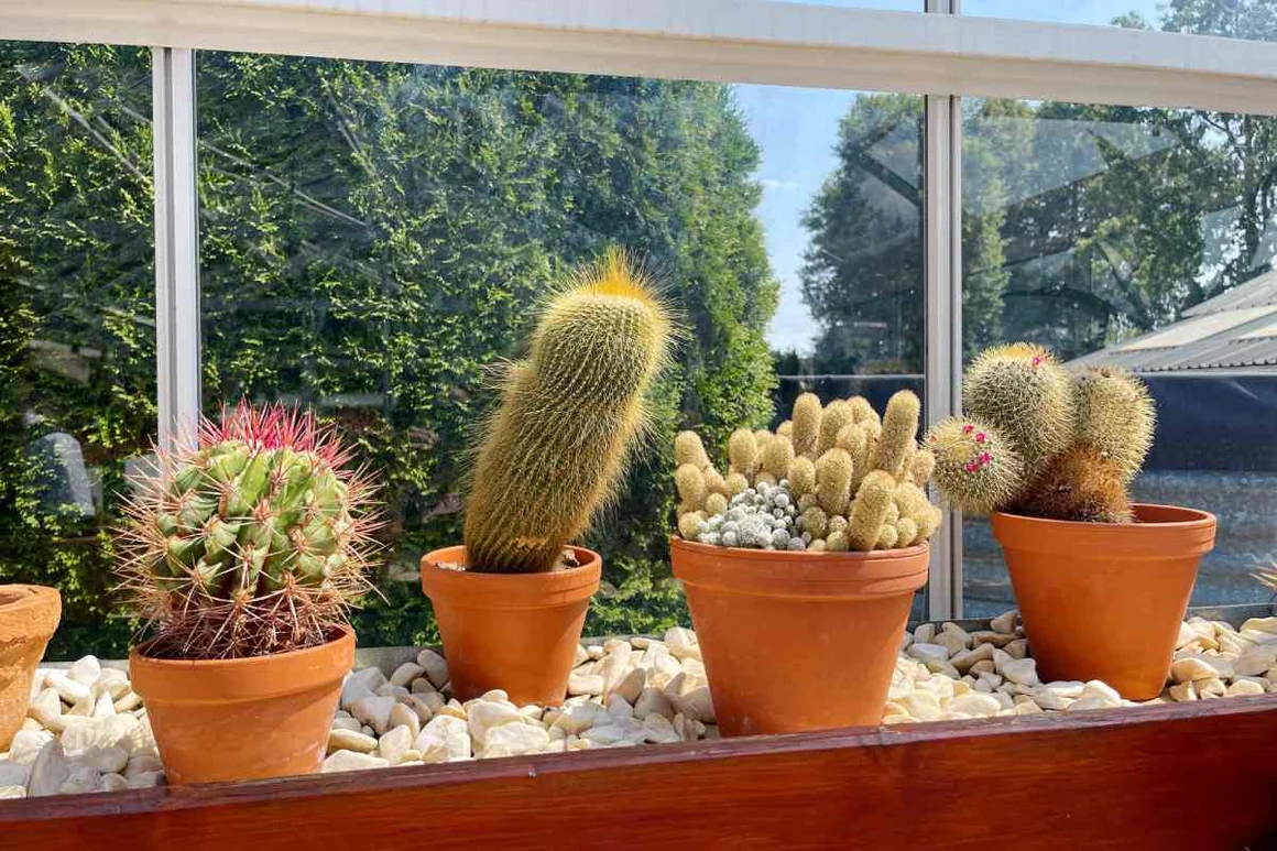 Fünf Kakteen in Tontöpfen